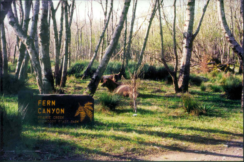 Image of <i>Cervus canadensis</i>