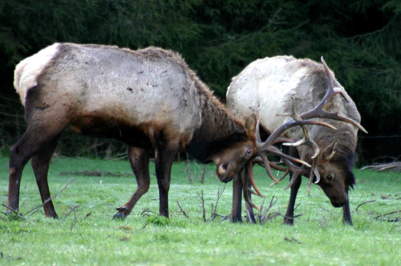 Image of <i>Cervus canadensis</i>