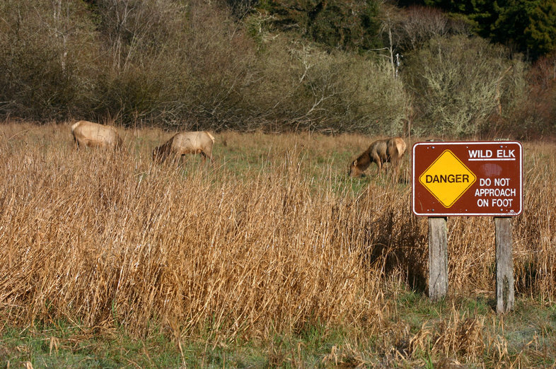 Image of <i>Cervus canadensis</i>