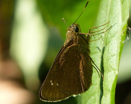 Image of Brown Bush Bob