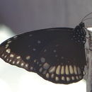 Image of Euploea core Cramer 1780