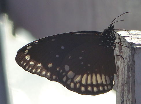 Image de Euploea core Cramer 1780