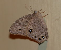 Image de Melanitis leda Linnaeus 1758