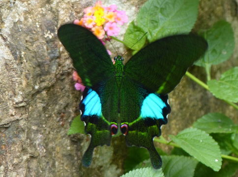 Sivun Papilio bianor Cramer (1777) kuva