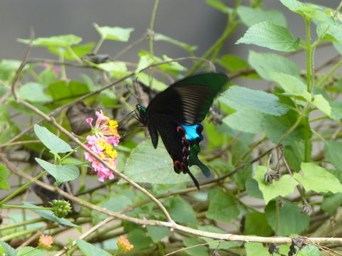 Sivun Papilio bianor Cramer (1777) kuva