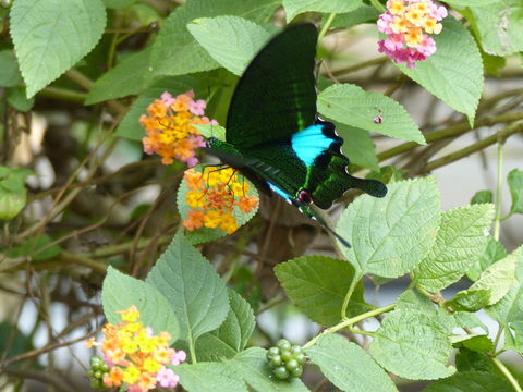 Sivun Papilio bianor Cramer (1777) kuva