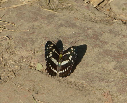 Image de Neptis hylas Linnaeus 1758