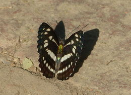 Image de Neptis hylas Linnaeus 1758