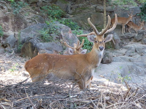 Image of Rucervus eldii eldii (M'Clelland 1842)