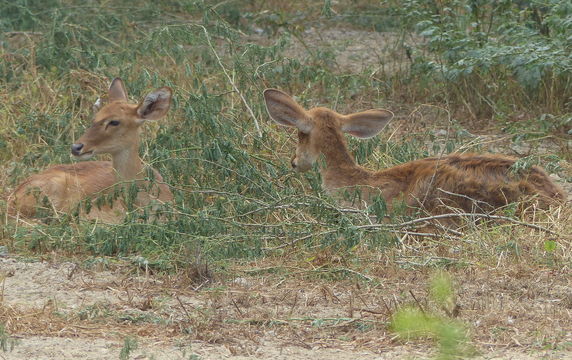 Image of Rucervus eldii eldii (M'Clelland 1842)