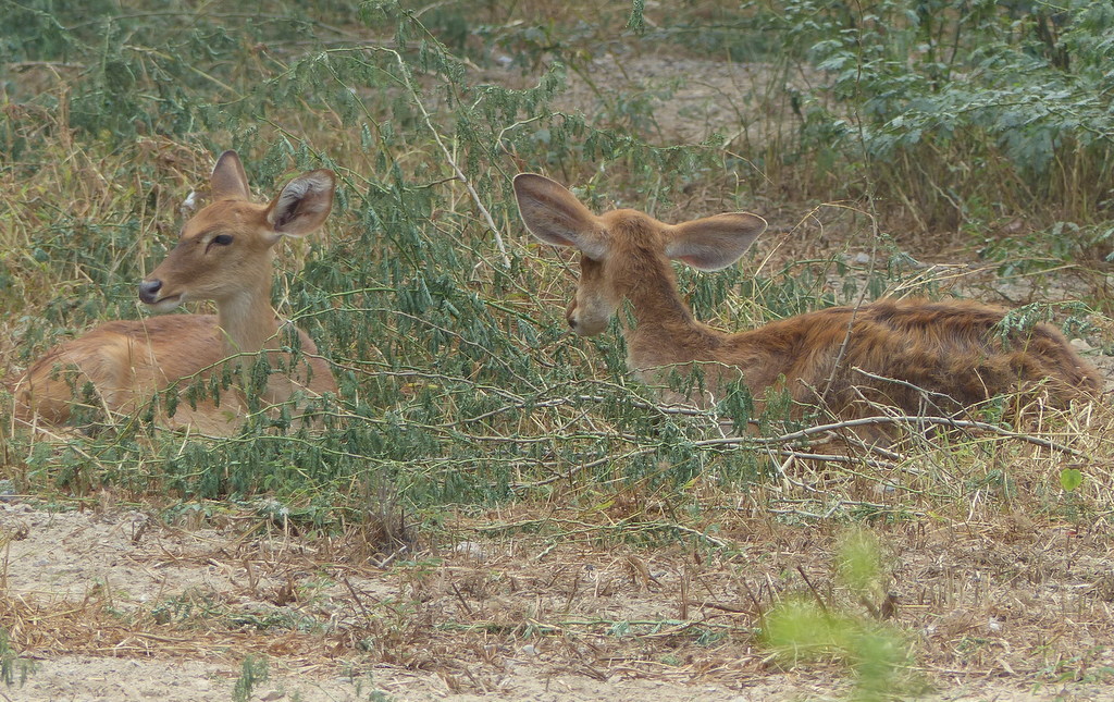 Image of Manipur Brow-antlered Deer