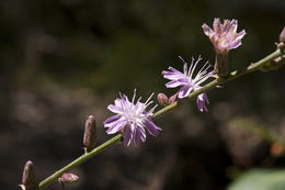 Image of chicoryleaf wirelettuce