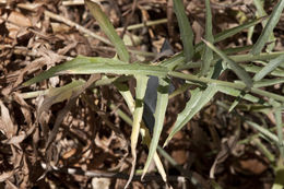 Image of chicoryleaf wirelettuce