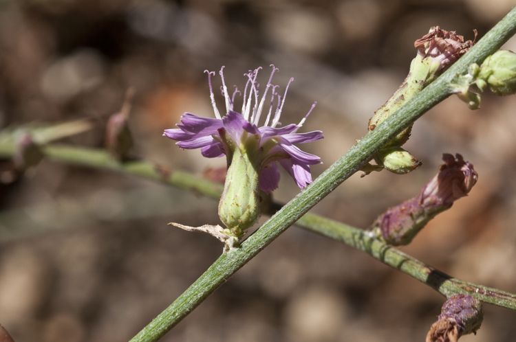 Image of chicoryleaf wirelettuce