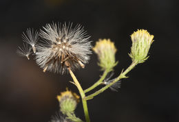 Image of rockloving erigeron