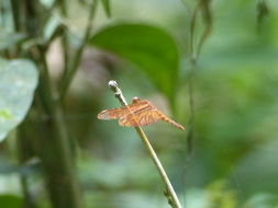 Image of Black Stream Glider