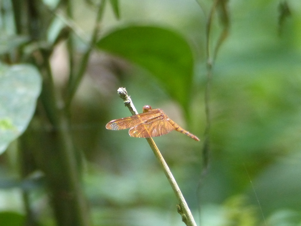 Imagem de Neurothemis fulvia (Drury 1773)