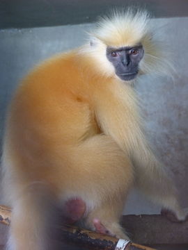 Image of Gee's Golden Langur