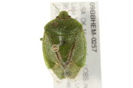 Image of Green Stink Bug