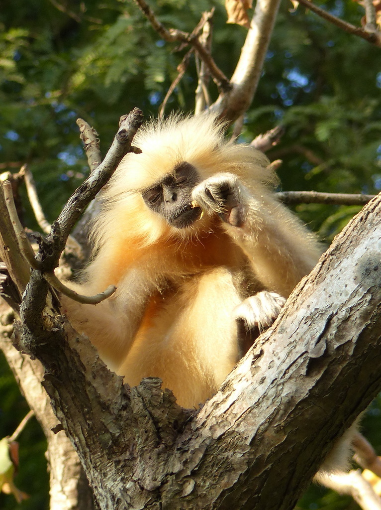 Image of Gee's Golden Langur