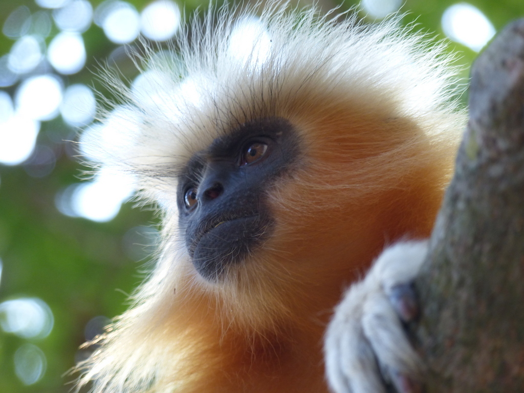 Image of Gee's Golden Langur