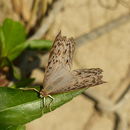 Image de Junonia atlites Linnaeus 1763