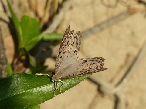 Image of Grey Pansy Butterfly
