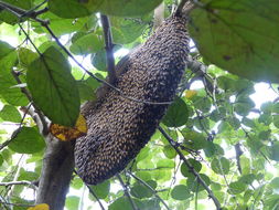 Image of Giant honey bee