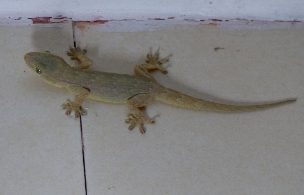 Image of Yellow-bellied house gecko