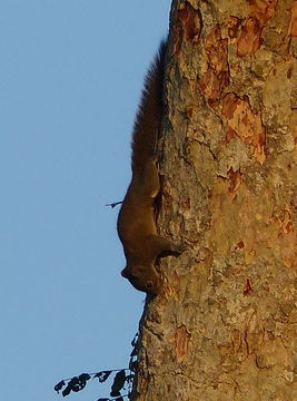 Image de Callosciurus pygerythrus (I. Geoffroy Saint-Hilaire 1833)