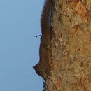 Image of Hoary-bellied Squirrel