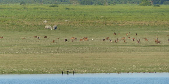 Image of Hog Deer