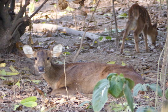 Image of Hog Deer