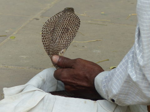 Image of Indian cobra