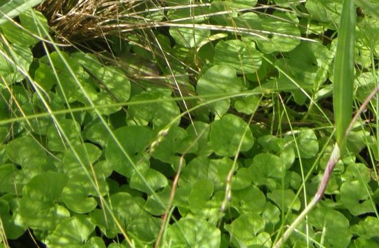 Dichondra brachypoda Woot. & Standl. resmi