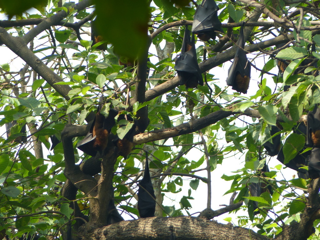 Image of Indian Flying Fox