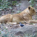 Image of Asiatic Lion