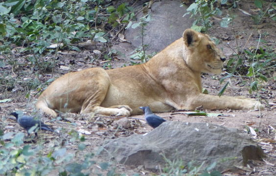 Image of Asiatic Lion