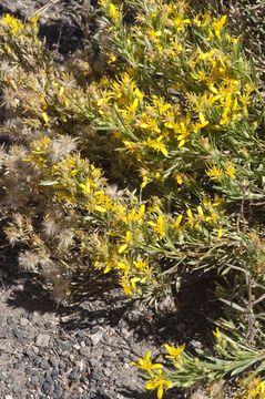 Слика од Ericameria bloomeri (A. Gray) Macbr.