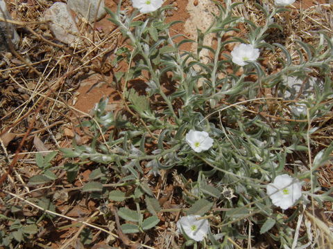 Image of Silver Dwarf-Morning-Glory