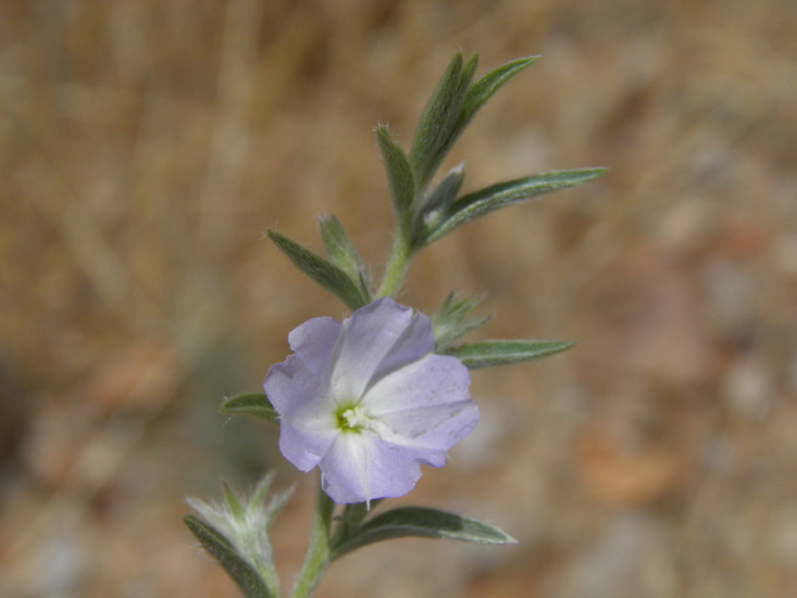 Image of Silver Dwarf-Morning-Glory