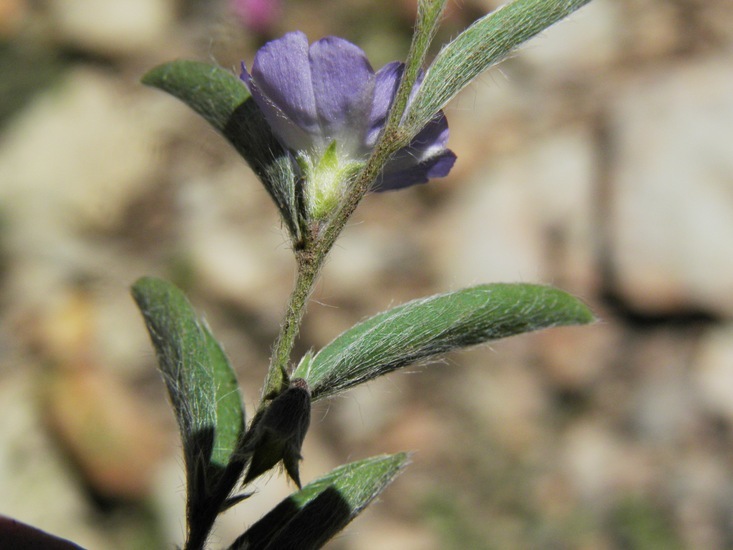 Image of Silver Dwarf-Morning-Glory