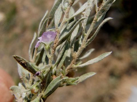 Image of shaggy dwarf morning-glory