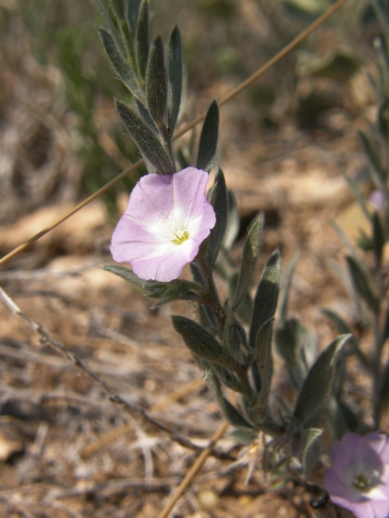 Image of shaggy dwarf morning-glory