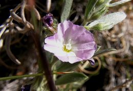 Image of shaggy dwarf morning-glory