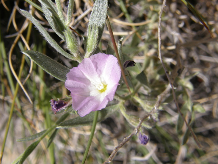 Image of shaggy dwarf morning-glory