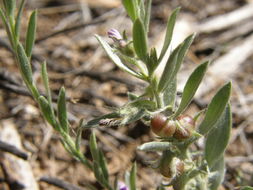 Image of shaggy dwarf morning-glory