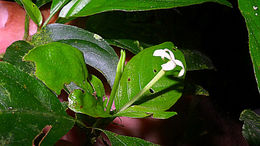 Image of Chomelia tenuiflora Benth.