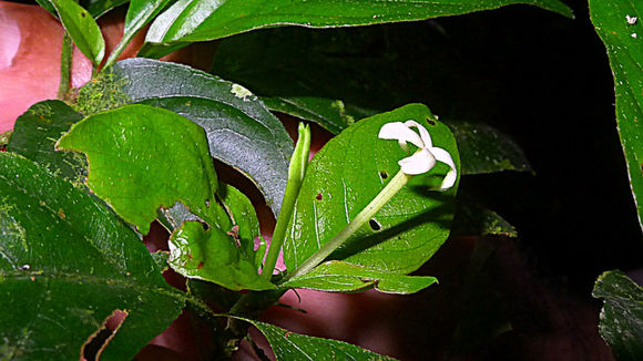 Image de Chomelia tenuiflora Benth.