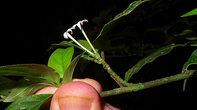 Image of Chomelia tenuiflora Benth.